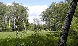 Naturschutzgebiet Raakmoor - Stadthäuser Hamburg Langenhorn - Eigentumswohnungen von Pohl & Prym Naturschutzgebiet Raakmoor - Stadthäuser Hamburg Langenhorn - Eigentumswohnungen von Pohl & Prym